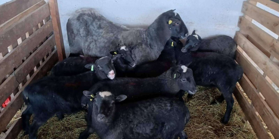 Stasali najpopularniji jaganjci u Srbiji: Sedmorke romanovski ovce odvojii od majke (VIDEO)