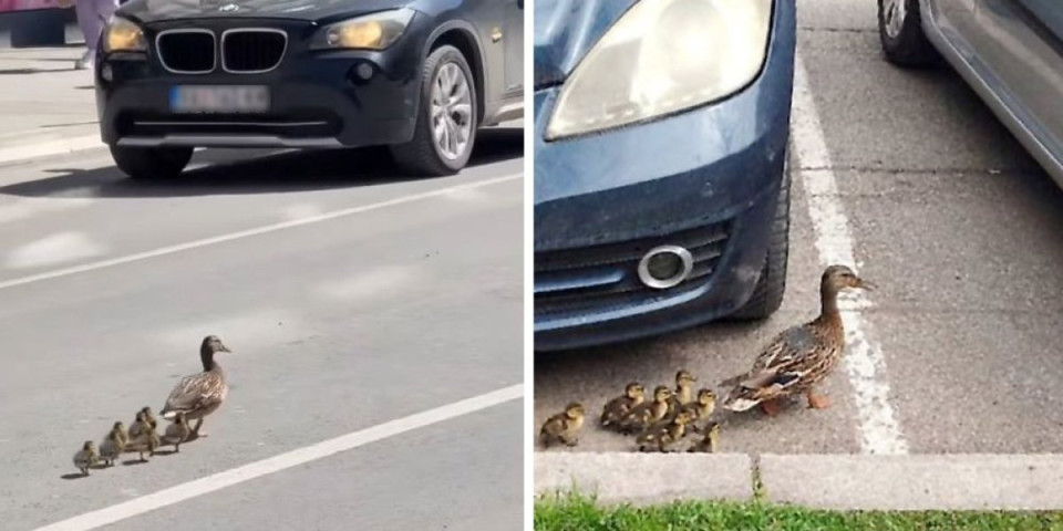 Kakva slučajnost ili možda nije: Isti prizor u dva grada, uverite se (VIDEO)