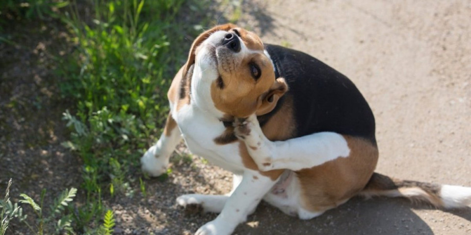 Zaštite psa od buva bez hemije i iritacije: Prirodna pomoć kod kuće - padaće kao pokošene