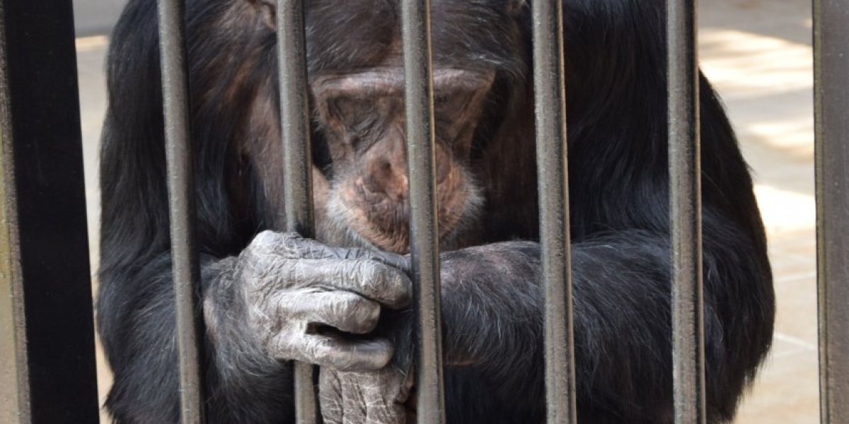 Majmun Žika, potomak čuvenog Samija iz Beogradskog zoovrta