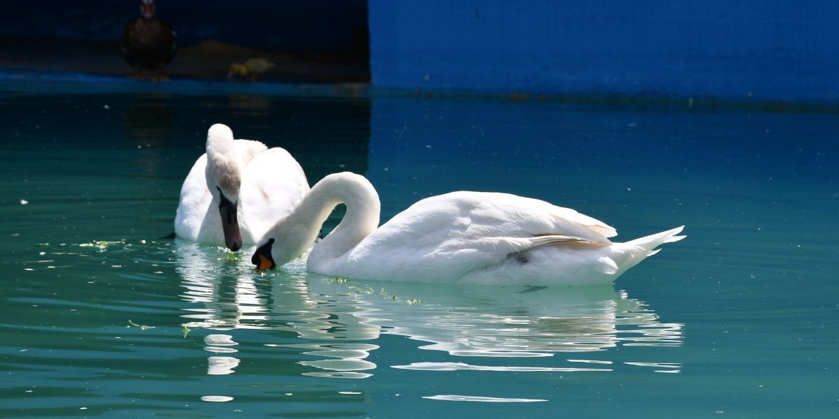 Lepotani još bez imena