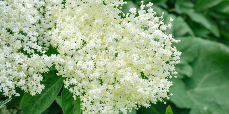 Kako prepoznati pravu zovu? 3 sigurna znaka koja je razlikuju od otrovne dvojnice