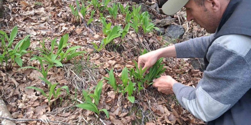 Nula ulaganja, a dobit garantovana: Ova biljka je spas za krvne sudove