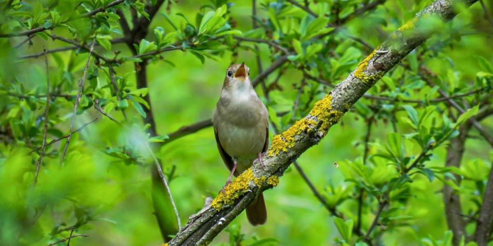 Besplatni izleti uz pesmu slavuja: Ovo niste znali o njima
