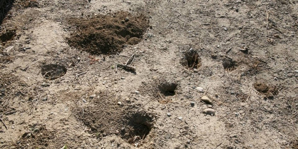 Imate ovakve rupe u dvorištu? Nisu slučajnost - evo šta je uzrok obratite pažnju