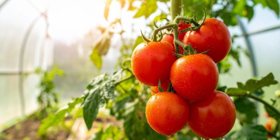 Paradajz i paprika bujaju kao nikad: 1 biljka ih štiti bolje od hemije - povrće nikad krupnije
