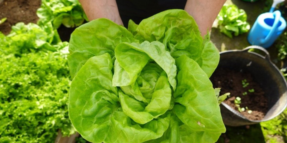 Zdravlje iz bašte: Trikovi za najukusniju zelenu salatu - bez hemikalija, a lako