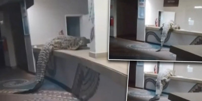 (VIDEO) Krokodil uleteo u hotel sa četiri zvedice! Gosti premrli od straha, nastao totalni haos