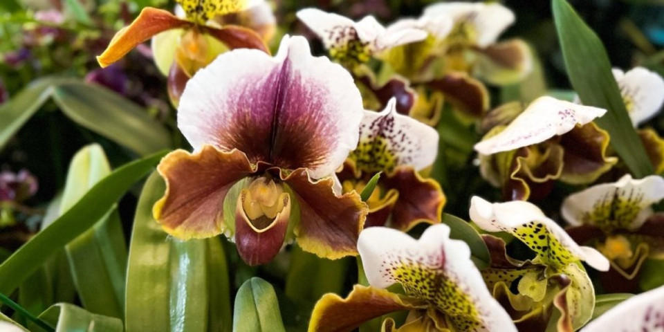 Egzotični cvet koji raste i do 1 metra: Posebna vrsta orhideje sa najlepšim cvetovima (FOTO)