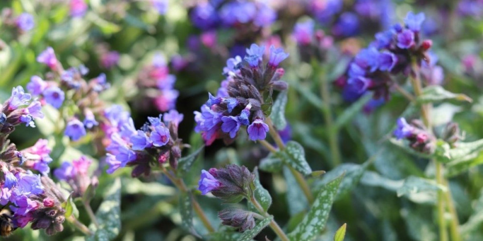 Izbacuje šlajm iz pluća, smiruje upale: Biljka koja vekovima raste u Srbiji, a oporavlja ceo organizam