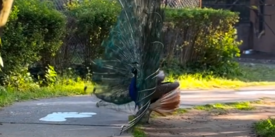 Spektakl u zoovrtu: Prelepo, živo i prirodno (VIDEO)