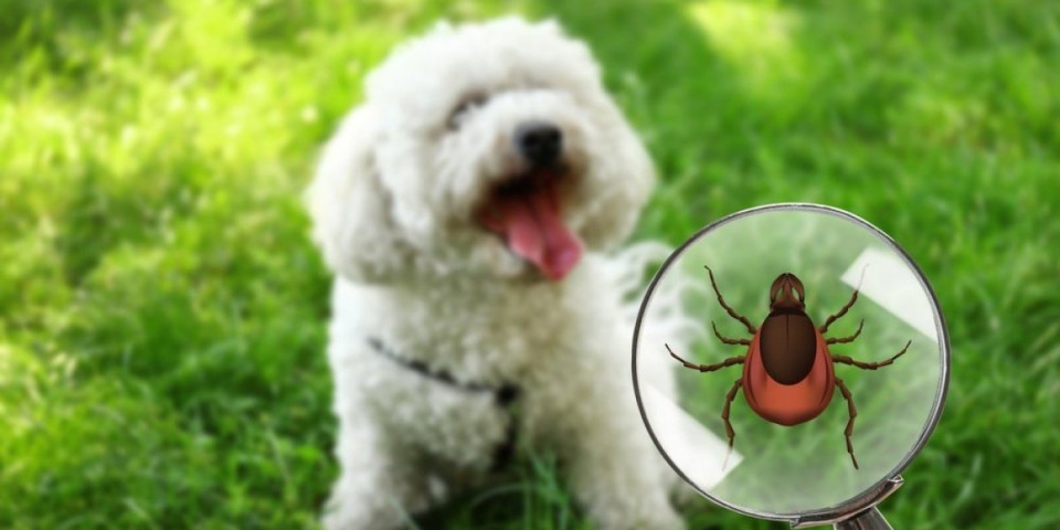 Recite zbogom krpeljima: Ovaj trik ih tera bez hemije - zaštitite svoje ljubimce