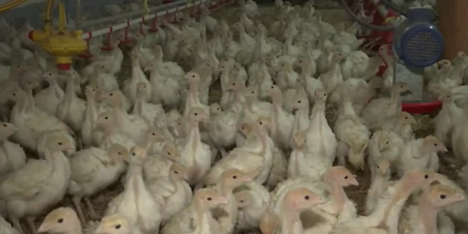 Poznati jagodinski brend otišao u istoriju: Od 600.000 komada, ostao nadimak