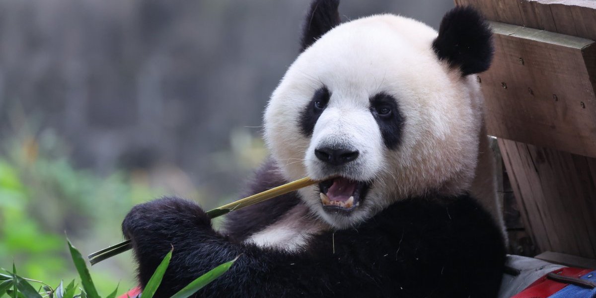 Kina Panda jede bambus/ foto Costfoto  Sipa USA  Profimedia