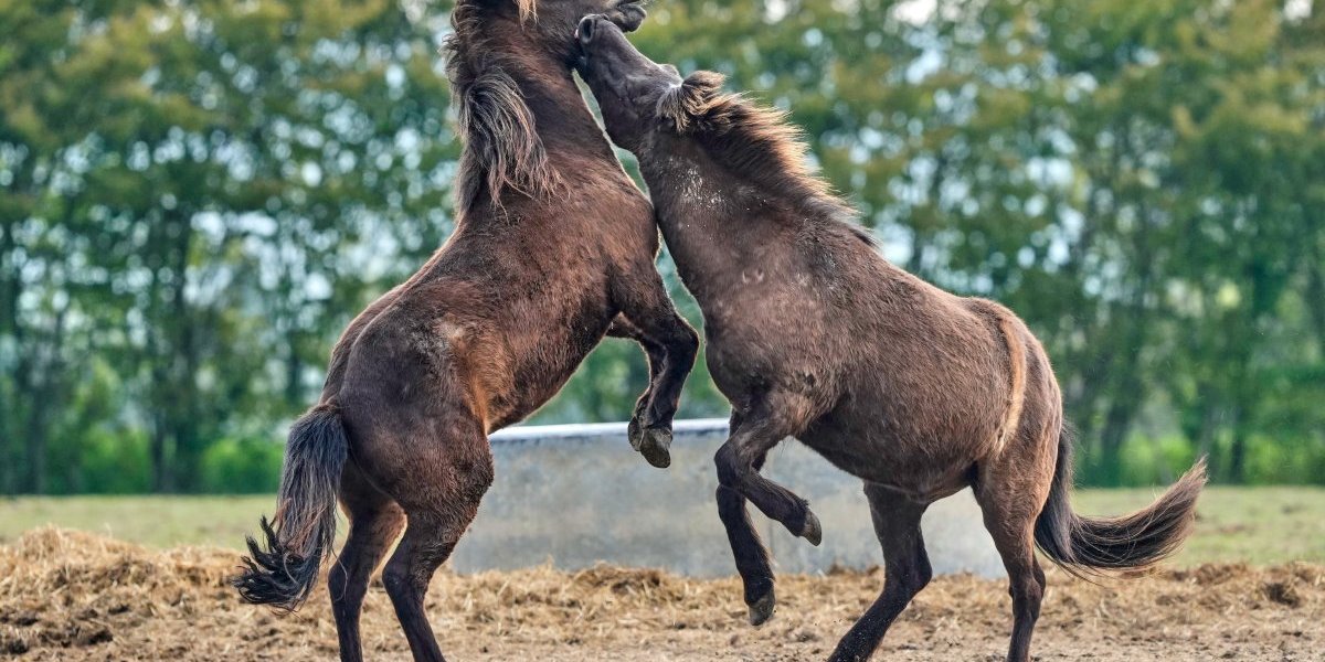 Nemačka Konji vrani/ foto Tanjug AP Michael Probst