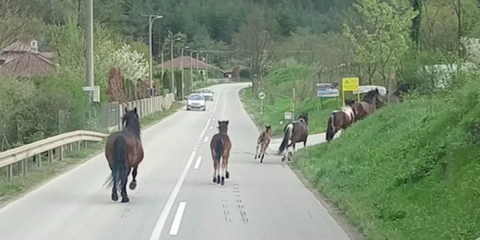 Gde ćeš, konju? Meštani Meljanice kod Kraljeva u velikom problemu