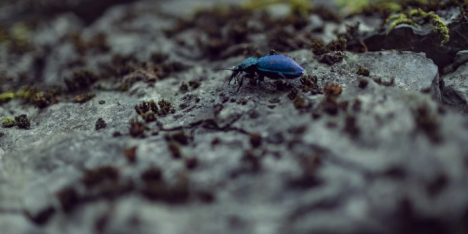 Retka vrsta otkrivena u istočnoj Srbiji: Ljubičasti trčuljak iznenadio naučnike