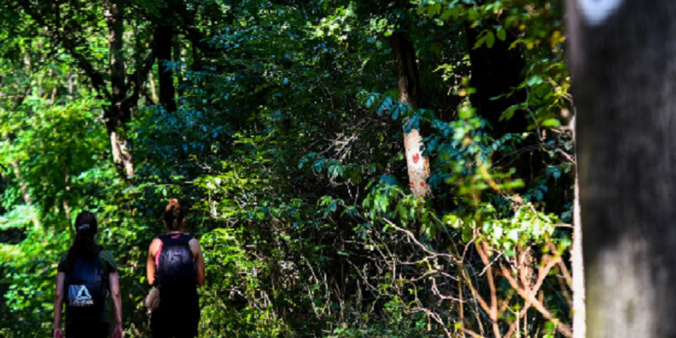 Novi trend - "uzemljenje": Šta se dešava na Fruškoj Gori?