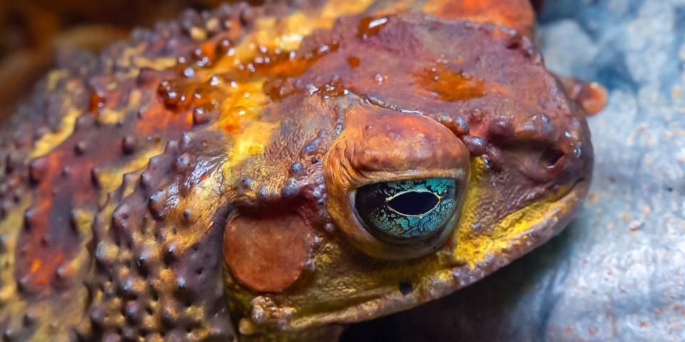 Ovo niko nije očekivao: Evolucija ovih stvorenja zabrinula naučnike