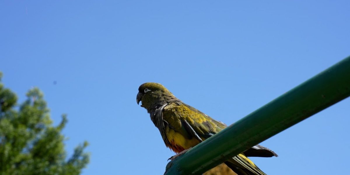 Za hranu papagaja mesečno izdvoje oko 15.000 dinara