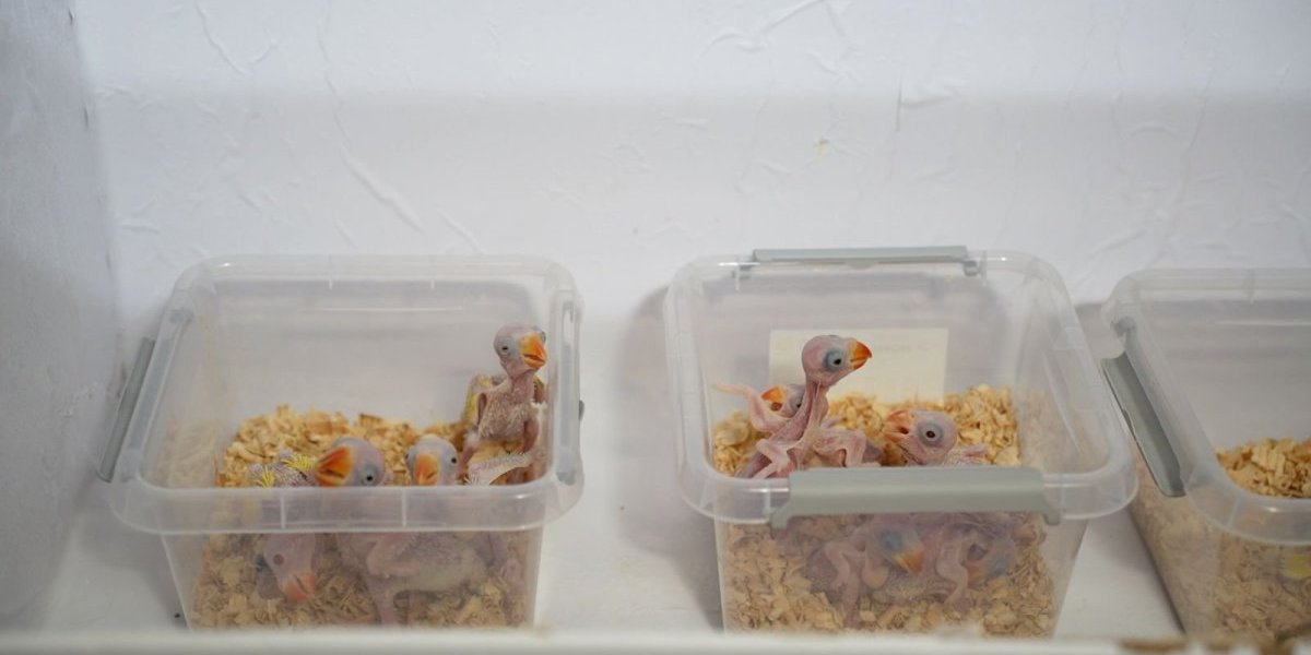 Danijela i Goran sa troje dece godinama gaje papagaje