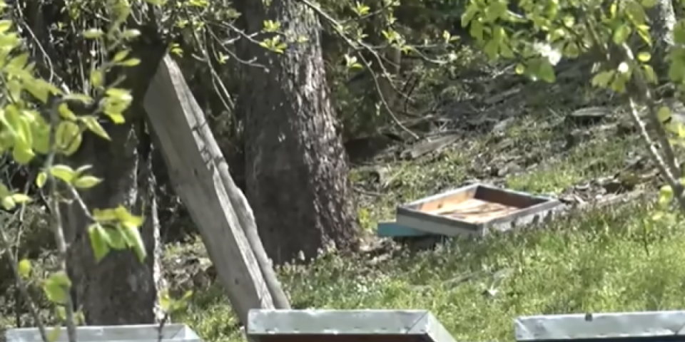 Tražio med, pa ubio bika teškog 750 kila: Meštani pod Golijom u strahu