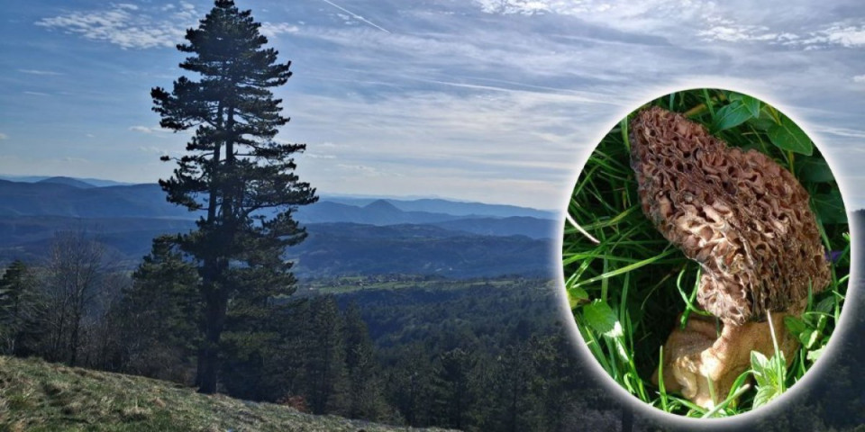 Retka pečurka nikla kao nikad: Kilogram suvih do 100 evra!