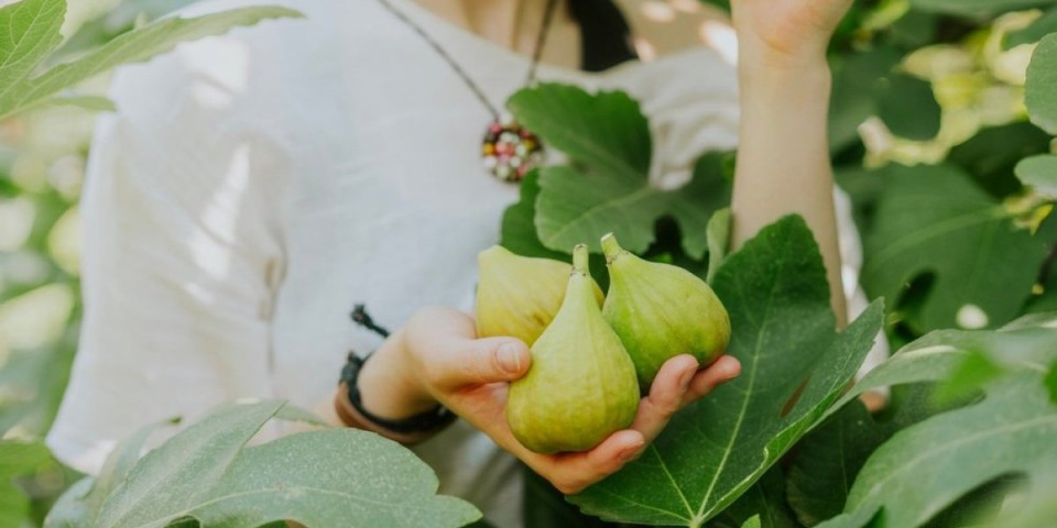 List ove biljke pomaže kod šećera i triglicerida: Dovoljna je jedna šolja i organizam cveta
