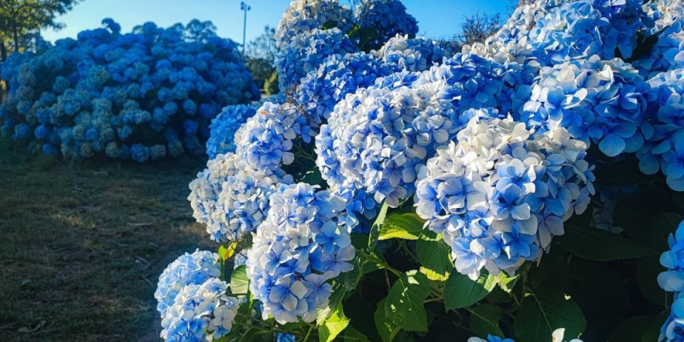 Trik za najlepše hortenzije: 1 kuhinjski sastojak im menja boju začas - bujaće kao iz vode