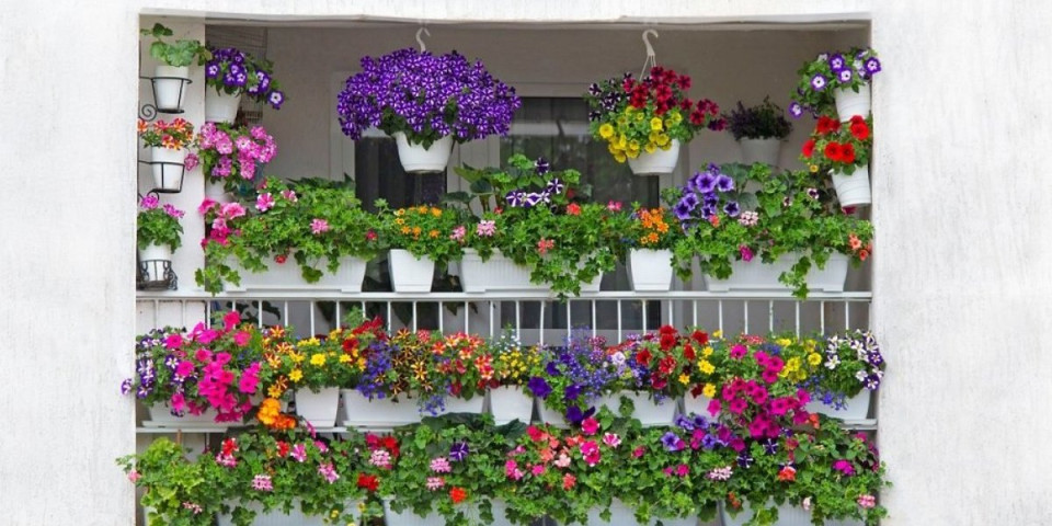 Biljke polude od cvetanja: Košta manje od 50 dinara, a pravi čudo u bašti