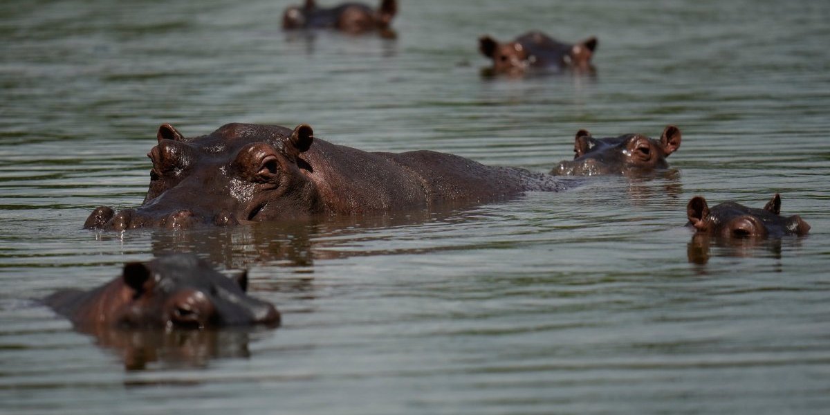 Kolumbija Nilski konji 