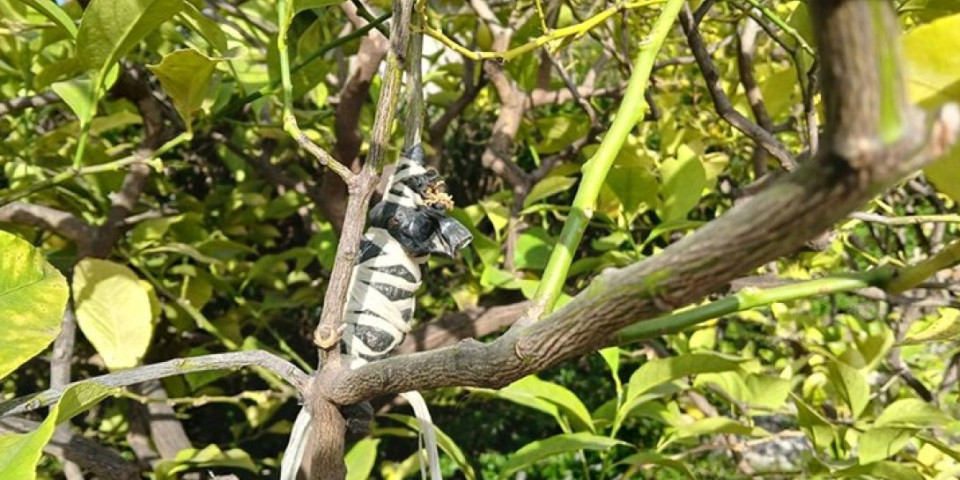 Kako joj uspeva? Stari su od 20 do 40 godina, a plodovi kao pesnice