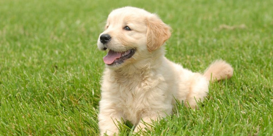 Štene šokiralo internet: Ugledao sebe u ogledalu i zaljubio se na prvi pogled (VIDEO)