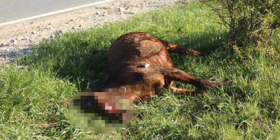 Jeziv prizor na mestu udesa! Mrtav konj nasred puta, pregazio ga vozač Sofije Šašić (FOTO)