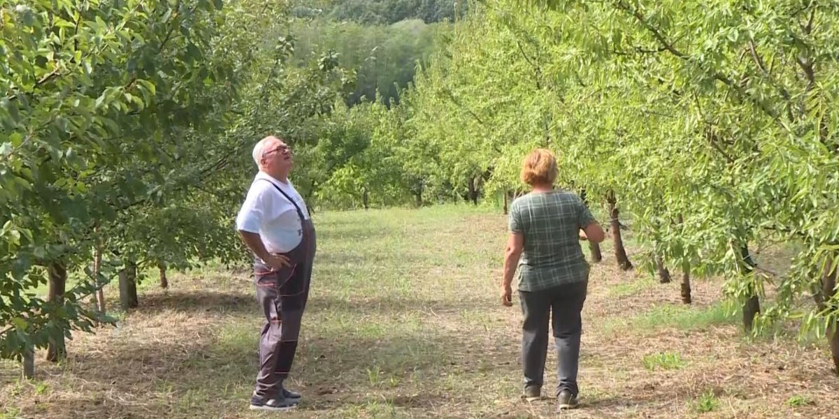 Da li ste probali zinzulu? Uspeva i kod nas - rađa kao luda