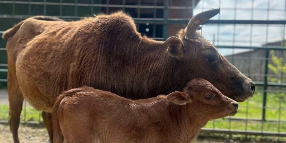 Sveta indijska krava u srpskom Zoo vrtu! Posle više od 10 godina, konačno je uspela (FOTO/VIDEO)