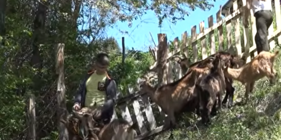 Ova deca vole selo i ne stide se: Evo šta rade svakog dana