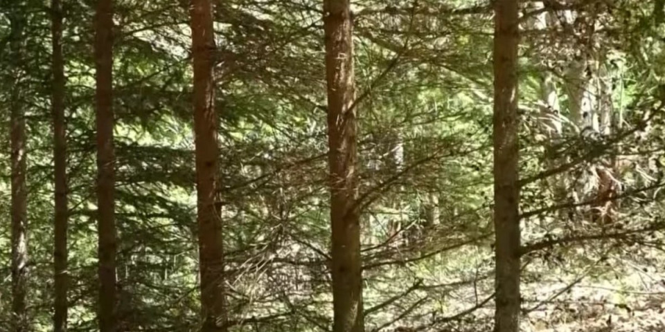 Kad je presekao stablo, imao je šta da vidi: Pune ruke (VIDEO)