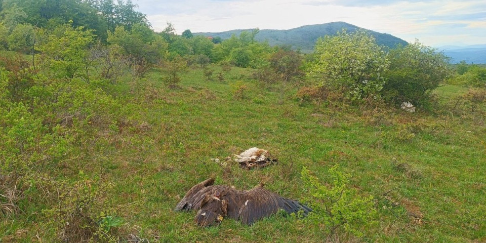 Otrovao ptice zaštićene zakonom, pa pokušao da sakrije trag! Čoveku iz Svrljiga preti ova kazna - Otkriven i motiv?! (FOTO)