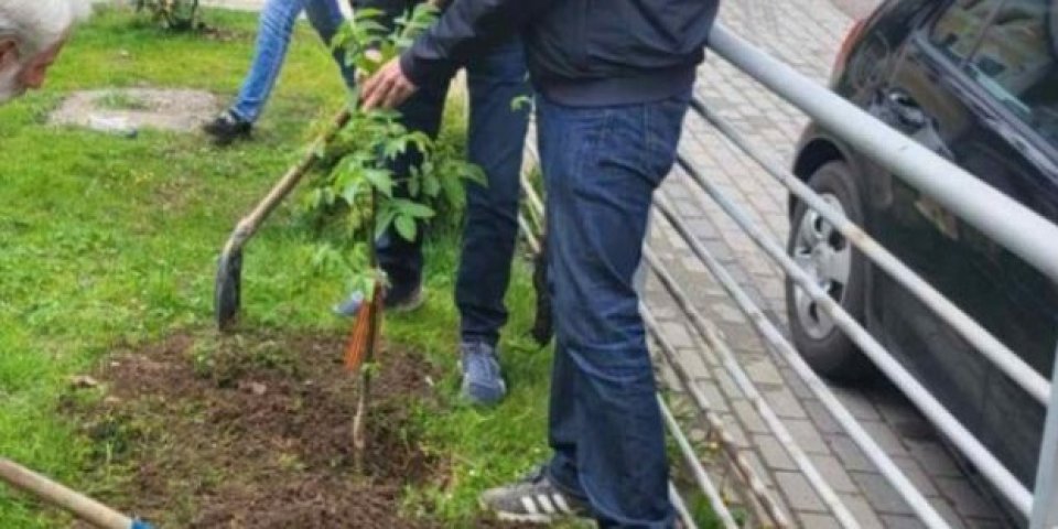 Drvo niklo na Avali iz džepa sahranjenog ruskog vojnika: Neverovatna priča o kavkaskom orahu