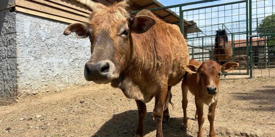 Bravo, kumovi! Izabrano ime za najmlađeg stanovnika zoo-vrta u Jagodini (VIDEO)