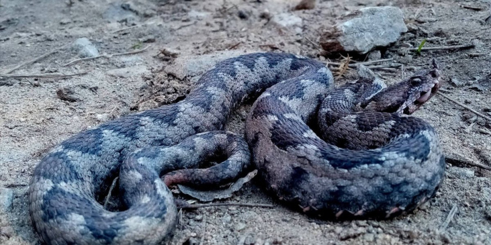 Zmije opkolile reku, narod u panici! Snimak sa Morave zapalio društvene mreže, komentari ne prestaju: "Ovo nam je kazna!" (VIDEO)