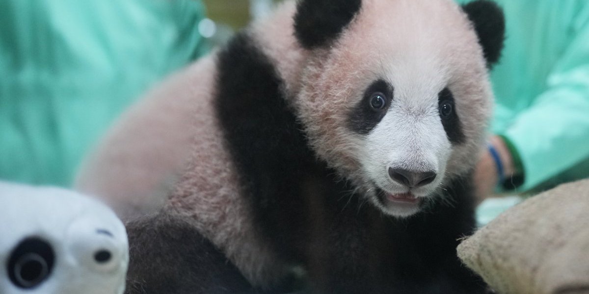Indonezija Beba panda foto Tanjug Ap Achmad Ibrahim