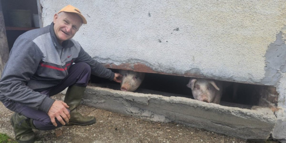 Čudo sa Maljena! Jedno prase postalo je miljenik celog sela, evo zašto (FOTO/VIDEO)