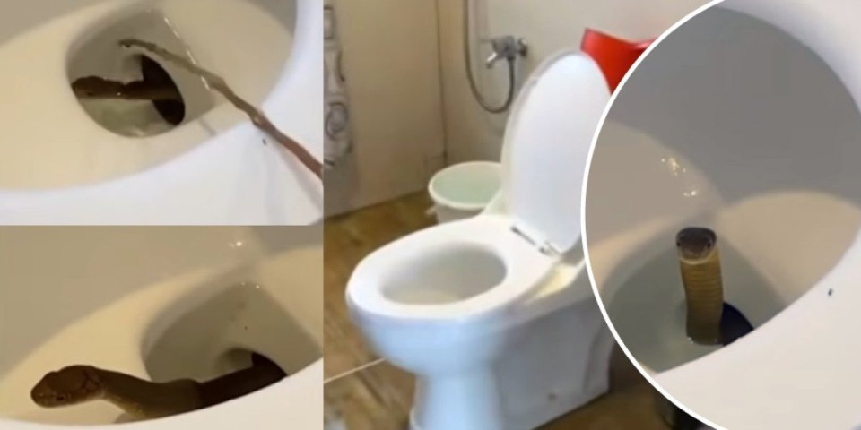 Horor na odmoru: Turista otvorio WC šolju pa zatekao ovo - jedva izvukao živu glavu (VIDEO)