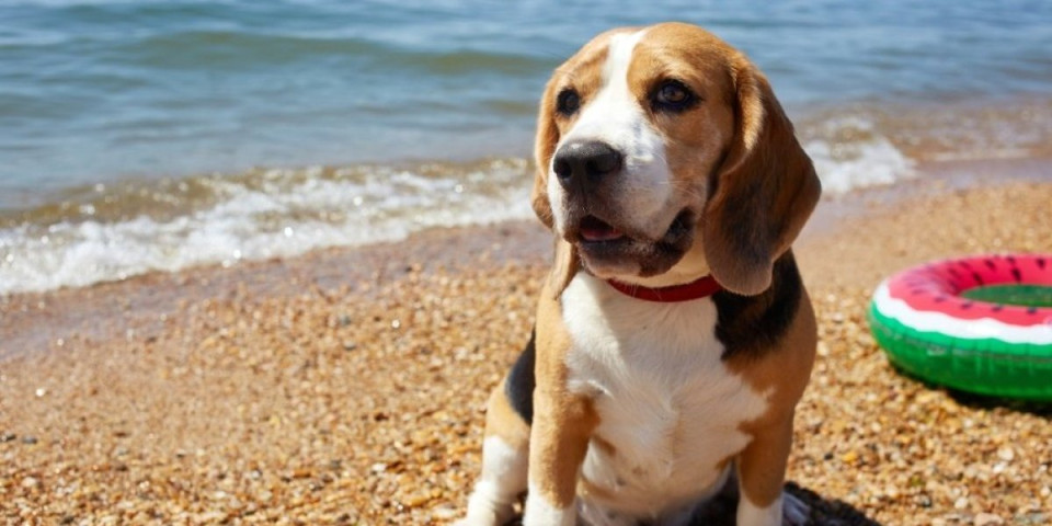 Raznežio milione: Pas prvi put u životu ugledao more - bura emocija na mrežama (VIDEO)