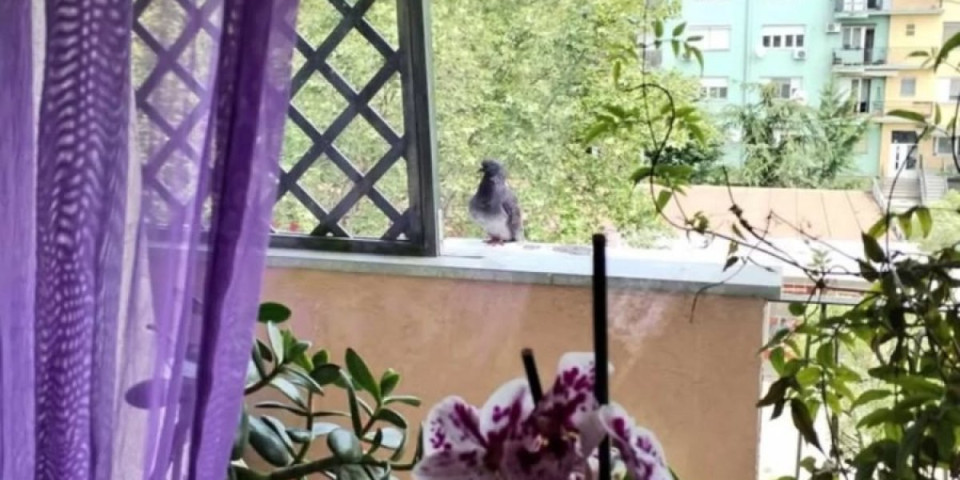 Dirljivo: Tajni razgovori na prozoru