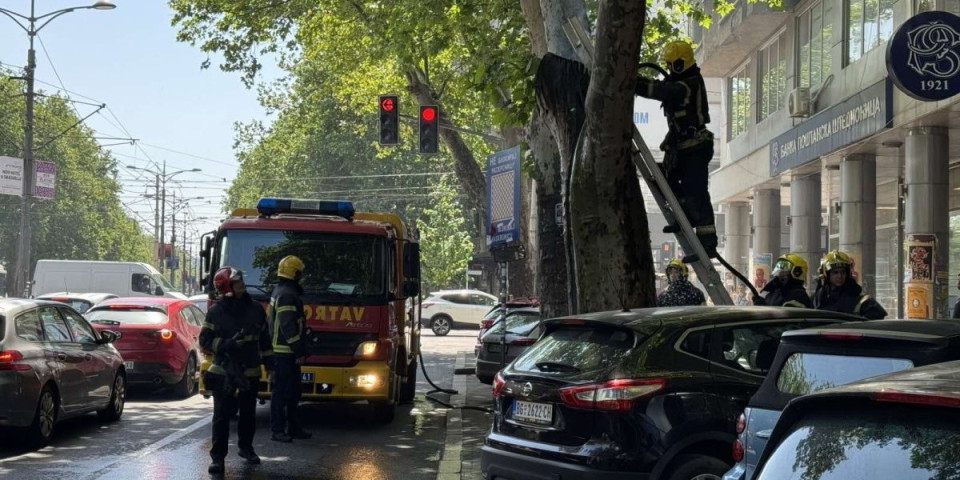 Zapaljeno drvo na bulevaru Kralja Aleksandra: Vatrogasci hitno reagovali - Evo šta je uzrok (FOTO/VIDEO)