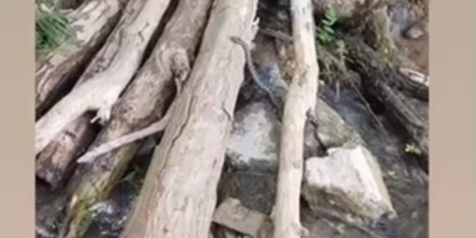 Jezivo: Velika otrovnica bila mu je ispred nogu (VIDEO)