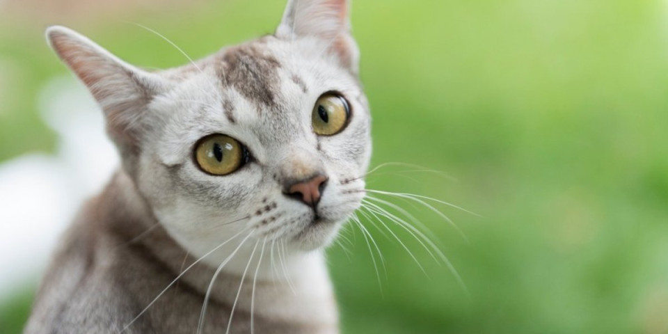 Veterinari upozoravaju: 1 navika skraćuje život vaših mačaka - Posledice mogu biti ozbiljne